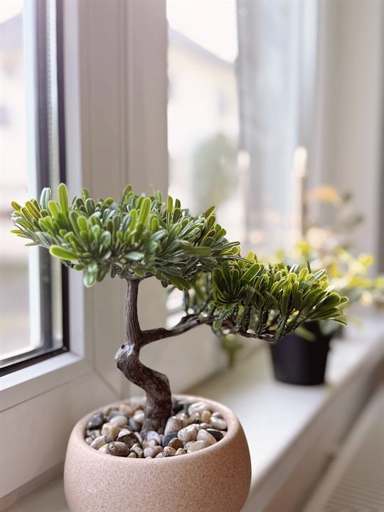 Bonsai auf der Fensterbank